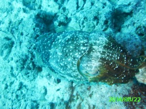 PICT0027 Cuttlefish 3